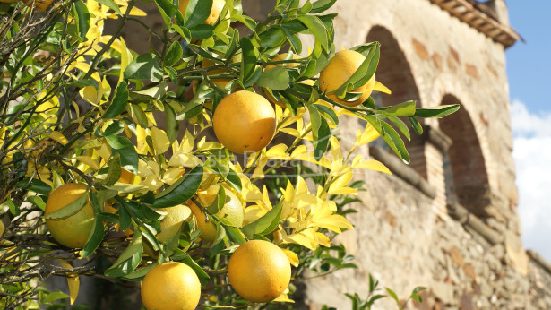 Exclusive finca with two Catalan masias for sale in Sant Martí Vell